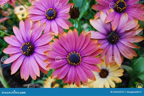 Purple Daisy Flower Stock Image Image Of Floral Flora 25242375