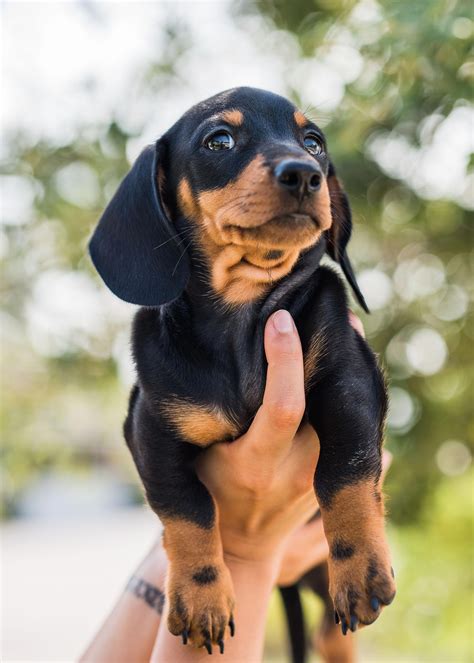 Have a busy day planned? Breed: Dachshund Gender: Male Registry: AKC Personality ...