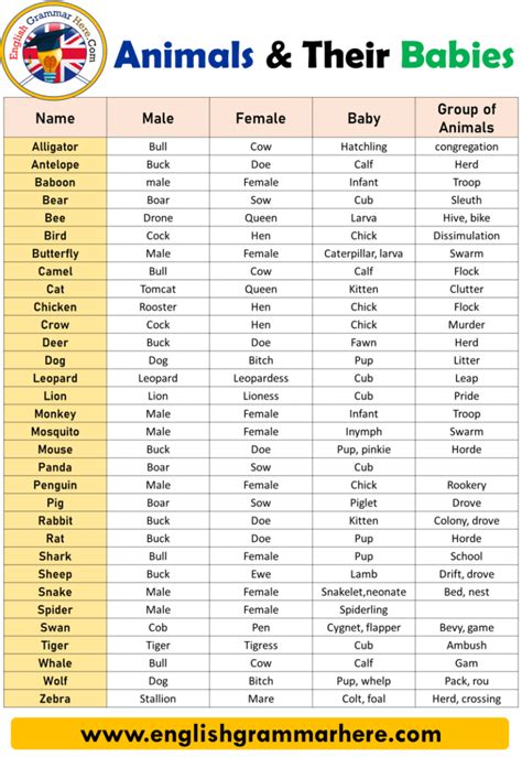50 Animals Name Detailed Animals Names List English Grammar Here