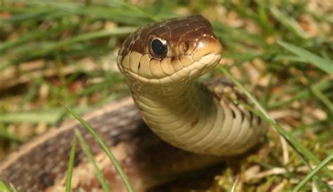 This article contains a compilation of lists from several reliable sources. Do Garter Snakes Bite And Are They Dangerous - The Pet Well