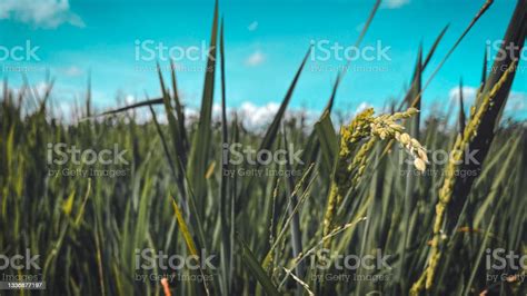 Rice Plants Stock Photo Download Image Now Agricultural Field