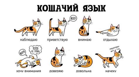 Как понять кошачий язык без переводчика 1 | Cat language, Cat behavior ...