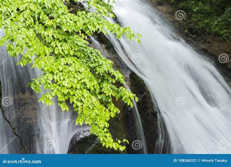 Branch In Front Of Waterfall Stock Image Image Of Cool Scenery