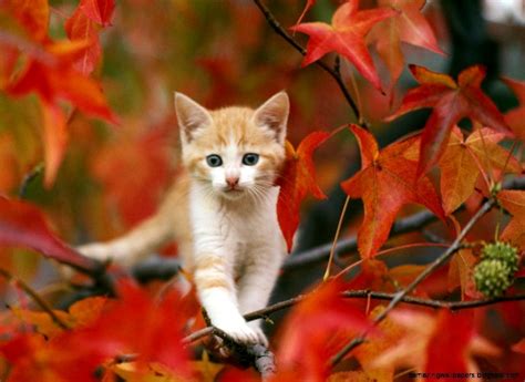 Fall Animal Pictures Yahoo Image Search Results Pretty Cats Cute