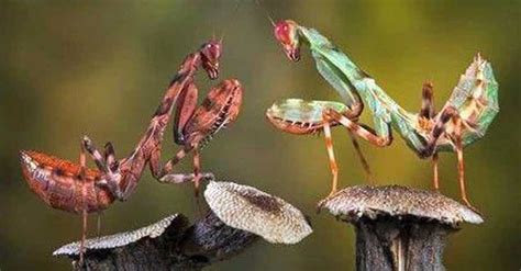 12 Incredible Facts Most People Dont Know About Praying Mantises