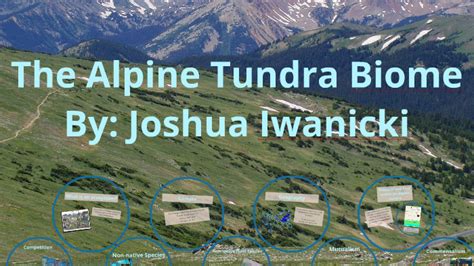 The Alpine Tundra Biome By Joshua Iwanicki