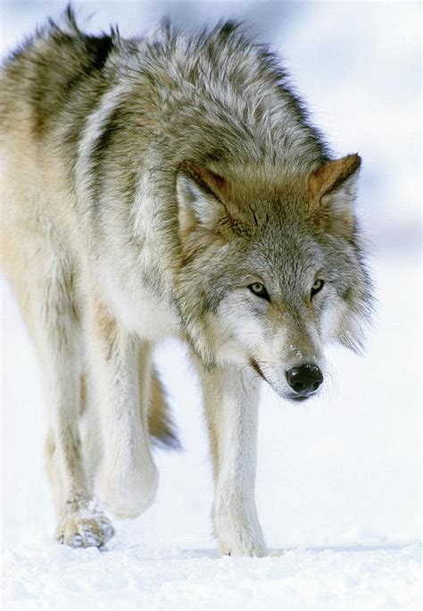 Grey Wolf Photograph By William Ervinscience Photo Library Fine Art
