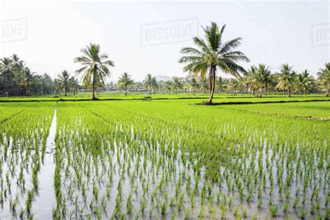Rice Fields Hampi Karnataka India Stock Photo Dissolve