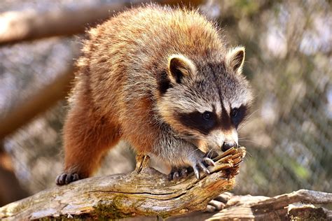 Minnesota Dnr Warns Distemper In Raccoons Can Spread To