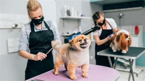 Do Dog Groomers Get Paid Well