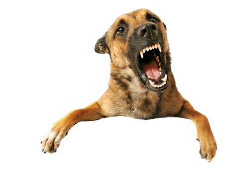 Aggressive Dog Angry Aggression Guard Dog Animal Png Transparent