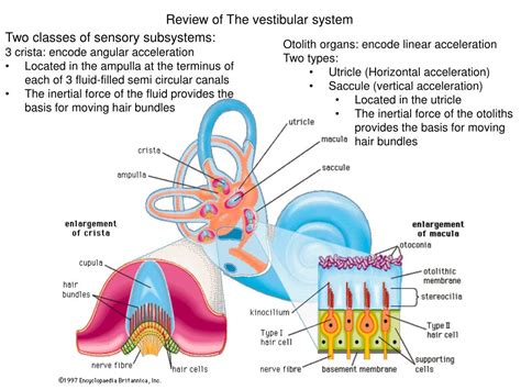 Ppt Review Of The Vestibular System Powerpoint Presentation Free
