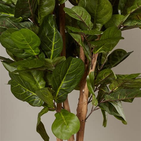 If your fiddle leaf fig is dropping its leaves at a rapid rate it could be due to improper positioning in your home. Brayden Studio Fiddle Leaf Fig Tree in Pot & Reviews | Wayfair