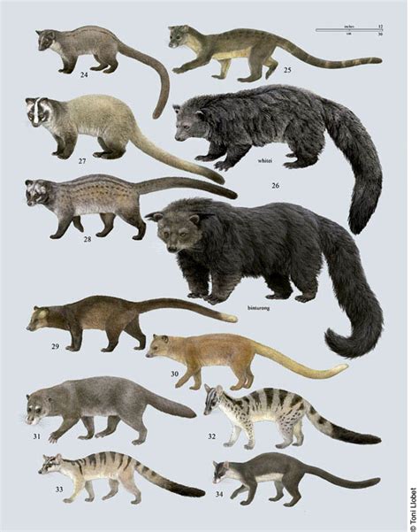 Toni Llobet Nature Illustrated Ca Handbook Of The Mammals Of The World