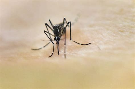Arkansas Officials Confirm Zika Virus Case And Its Expected To Spread
