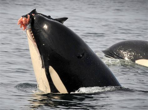 So Why Are There Only 74 Southern Resident Killer Whales Left By