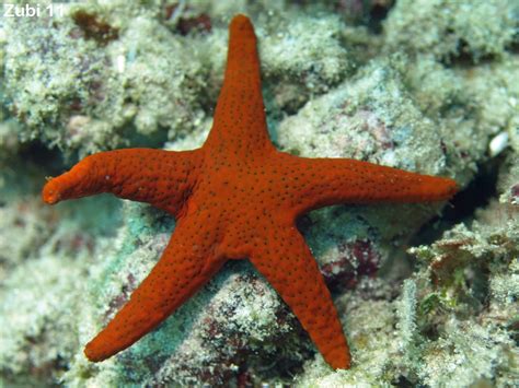Sea Stars Echinoderms Starfish Photos Seesterne Stachelhäuter
