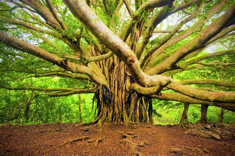 Banyan Tree Photograph By Jessica Mulholland Pixels