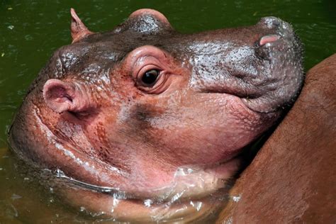How Fast Can A Hippo Run Top Running Speed On Land And In Water