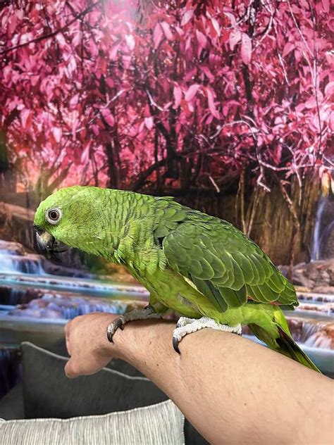 Beautiful Male Huge Southern Mealy Amazon Parrot