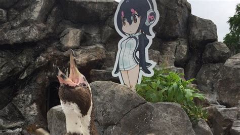 Japanese Zoo Mourns Anime Loving Celebrity Penguin Bbc News