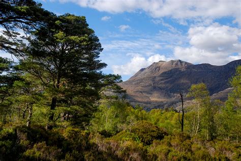 Our Pick 16 Of Scotlands Finest Native Forests