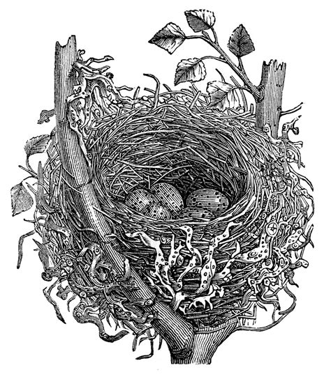 This site contains information about nest clipart black and white. Stock Images - Vintage Egg, Nest and Bird - The Graphics Fairy