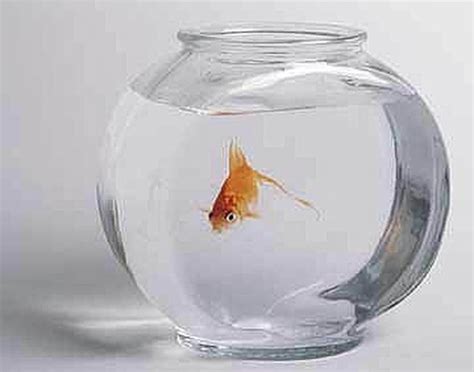 How To Take Care Of A Goldfish Keeping It Alive And Happy Cuteness