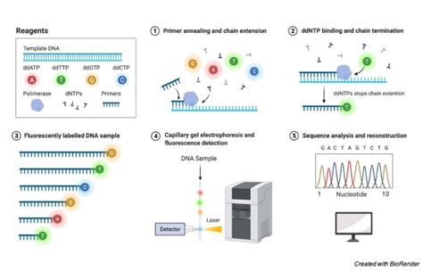 Dna Sequencing Definition Type Mechanism And Significance