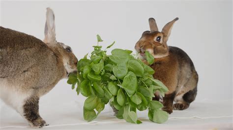 Rex Rabbits Eat Watercress Rabbit Asmr 🐇19 Youtube