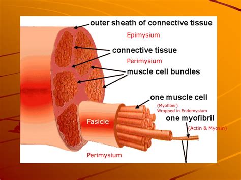 Ppt Muscular System Powerpoint Presentation Free Download Id5747511