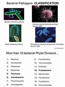 Bacterial Classification Bacteria Gram Negative Bacteria