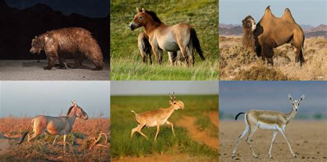 Gobi Desert Plants And Animals