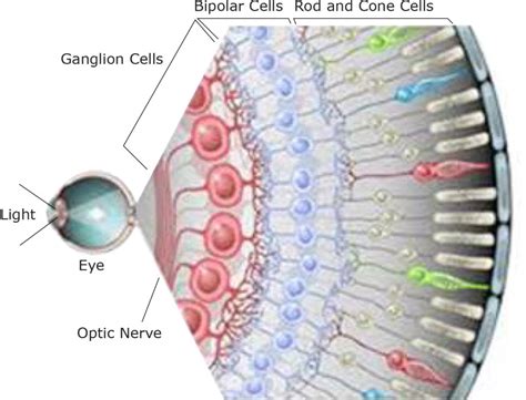Why Retinal Ganglion Cells Are Important In Glaucoma Vision Magazine
