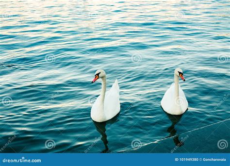 Two White Swans In River At Sunset Swan Love Cygnus Blue Water And