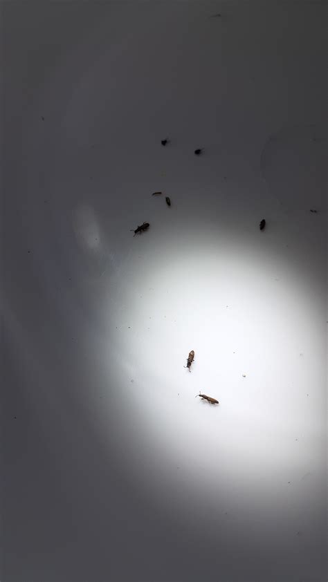Tiny Ant Like Bug In Kitchen Ask Extension