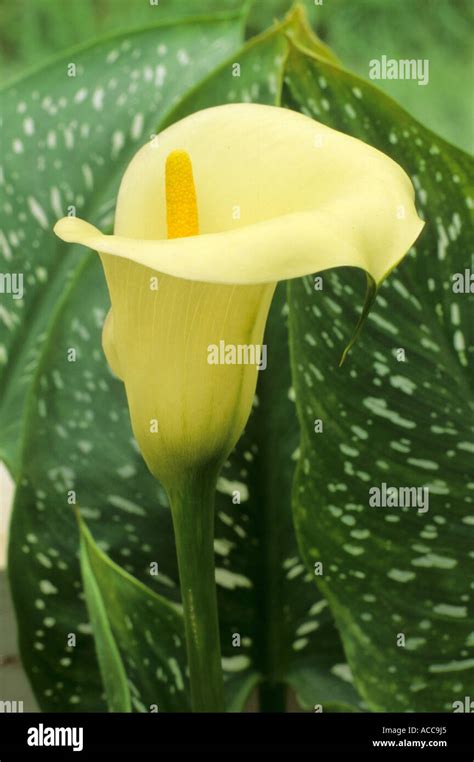 Zantedeschia Elliottiana Golden Arum Lily Yellow Funnel Shaped Flower