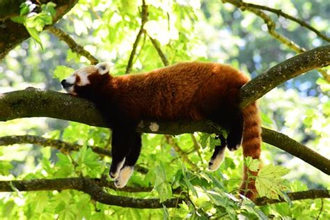 1 Free Sleeping On Branch And Red Panda Images Pixabay