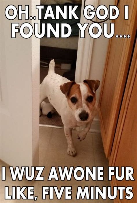 17 Hilarious Memes With Jack Russells Page 4 Of 6 Pettime