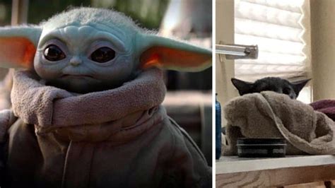 Cats That Look Like Baby Yoda Are Taking Over The Internet The Dog