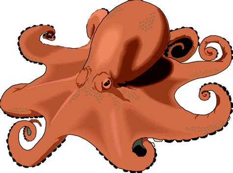 Octopus Clip Art Free Clipart Images 4 Clipartix
