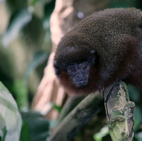 New Monkey Species Discovered In Amazon