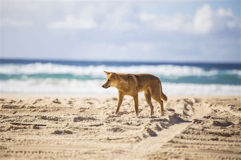 Fraser Dingo 4 Fraser Island Tours