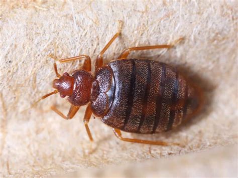 Bedbug Pointe Pest Control Chicago Pest Control And Exterminator