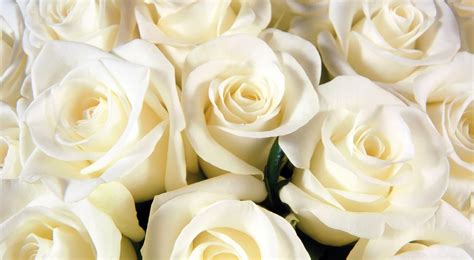 Pure White Roses Wallpaper Nature And Landscape Wallpaper Better