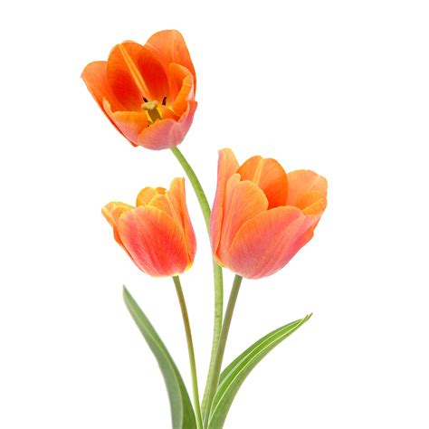 Tulip Orange Jacksonville Flower Market