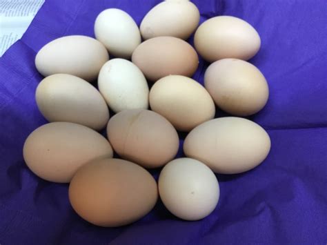 Large Eggs Dozen ($4.00) - Galora