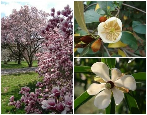 Choicest Magnolias And How To Prune Them With Andrew Bunting A Way