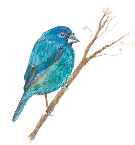 Blue Bird Indigo Bunting Watercolor Illustration Posters By