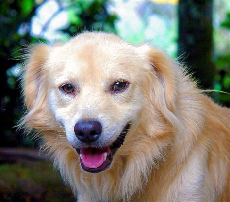 Free Images Puppy Animal Canine Fur Fluffy Smile Friend Pets